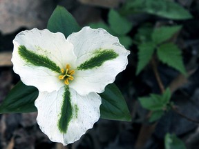 trilliums