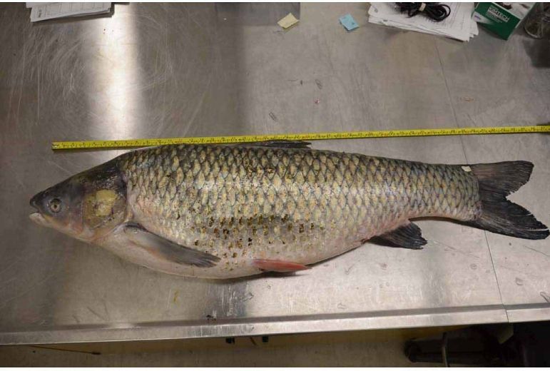 Grand River Asian carp catch is 'bad news' London Free Press