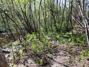 A North Bay man says he saw a Massasauga rattler in this area along Chippewa Creek, on the left of the photo, Tuesday afternoon. The Kinsman Trail is on the upper right side of the picture.