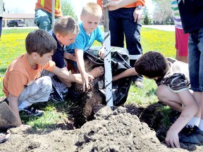 Carter Miller, left, Brice LaPrise, Wyatt Foster and Donovan Van Volkenburg, far right, pull soil out of a bag to pack around an ornamental pear tree at Merlin Area Public School during a Hydro One Arbour Week tree planting event. Staff from Hydro One made two presentations on electricity safety and the importance of trees to the environment before helping students from grades 3 to 5 plant 11 trees around the school yard. (DIANA MARTIN, Chatham Daily News)