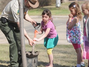 Blaine Burke (L) from Alberta Environment Sustainable Resource Development helps École Parkside School Grade 1 students Marli Hutchison (L), Emma Kaczmarek and Macy Oakford plant a tree for Arbour Day, May 9, 2013 at the school in Grande Prairie, Alberta. AARON HINKS/DAILY HERALD-TRIBUNE/QMI AGENCY