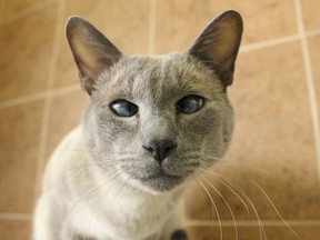 A siamese cat available for adoption at the Sudbury SPCA shelter. Chelsey Roach for The Sudbury Star