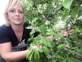 In this file photo taken last year, Jeannine Richter of M&R Orchards illustrates apple blossom frost damage suffered during the spring of 2012. Last fall, M&R Orchards harvested roughly two per cent of a normal crop. The spectre of frost has again raised its ugly head, with warnings issued for both Sunday and Monday evenings. File Photo by Jeff Tribe/Tillsonburg News