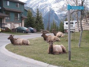 Parks Canada is reminding Bow Valley residents and visitors to give calving elk space as elk cows become increasingly defensive of their young.