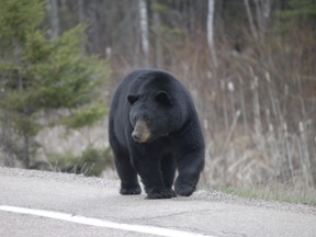 This large black bear was recently observed eating by the side of Highway 101 and then wandering onto the road.