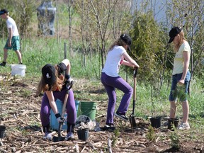 Glen Morris Public School students plant trees with Dufferin Aggregates in an area the company won't excavate near the future site of a gravel pit in the north of Paris off West River Road. (MICHAEL PEELING, QMI Agency)