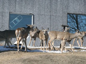 An urban deer herd gathers in the yard of a Railway Street residence to enjoy the warm afternoon sunshine, April 9, 2013.
REG CLAYTON/KENORA DAILY MINER AND NEWS/QMI AGENCY