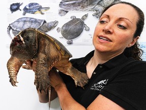 Kate Siena handles Porter, an injured male snapping turtle, at the Kawartha Turtle Trauma Centre Tuesday. Porter and another injured female turtle were flown to the Peterborough trauma centre this past weekend. FILE PHOTO / THE OBSERVER