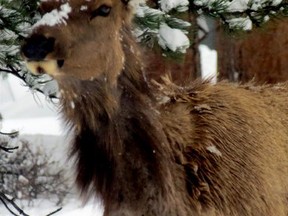 Elk, faces covered in snow, retreated into towns for food and safety. (SHELIA SMITH For The Expositor)