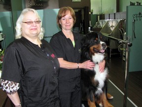 Diane Kuyer, left, and Deb Sparks are the owners of the new Dog Gone Divine grooming services at 782 Rosedale Ave.  They say their aim is to offer dogs like Thor a relaxing environment with easy-access bath and grooming tables. (CATHY DOBSON, The Observer)