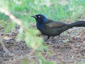 The common, but noble, Grackle