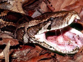 A python, not exactly as shown, was found at Super 8 on Saturday morning. Photo: Google image