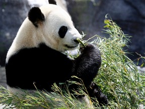 Da Mao, a four-year-old male panda chews bamboo in front of massive crowds, at the Toronto Zoo during the first day of public viewing for a pair of giant pandas on Saturday, May 18, 2013. (Veronica Henri/Toronto Sun)