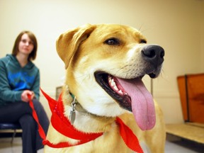 Jamie, a Labrador blend, pictured at the Portage Animal Welfare Society (PAWS) adopt-a-thon held at the Herman Prior Centre, Sunday. (ROBIN DUDGEON/PORTAGE DAILY GRAPHIC/QMI AGENCY)