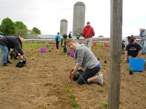 Union Gas employee Laura McKay plants a row of marigolds intended to keep the bugs away from the lettuce growing nearby. McKay was part of a large group at the Equal Ground garden on Brantwood Farms off Powerline Road in Brant County earlier this year. (MICHAEL-ALLAN MARION Brantford Expositor)