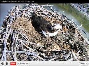 A screen capture from Fortis Alberta's Osprey nest camera outside Exshaw. FortisAlberta