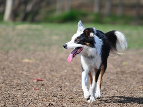 The City of Grande Prairie is in the process of revamping its animal control bylaw. It is expected public consultation will take place in June.
DHT file photo