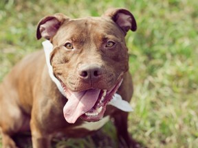 The Pit Bulls for Life Foundation of Alberta is a not-for-profit foundation that is dedicated to assisting in the rescue, rehabilitation and re-homing of unwanted and abandoned pit bulls throughout the province and surrounding area. Photo supplied.