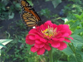 A red zinnia makes a perfect landing pad for this monarch butterfly that loves to pause for refreshment and bask in sunshine. (TED MESEYTON/SUBMITTED PHOTO)