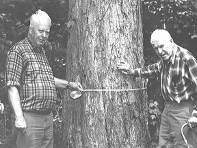 Bruce (left) and Howard Krug measure a tree in one of their bush properties in this undated, but believed to be 1997 photo
