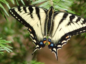 Tiger swallowtail butterfly, a common sight at Hersey Lake Conservation Area in Timmins, which is a popular forested area that was re-greened after clear cutting in Timmins in the early 1900s. © Len Gillis Photo.