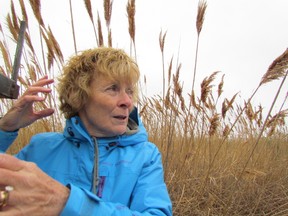 Nancy Vidler, a member of a phragmites working group in Lambton Shores, hangs on to the back of a tracked vehicle that took officials on a tour Thursday of a wetland near Kettle and Stoney Point that has been taken over by the invasive reed. The group is asking the provincial government to fund a co-ordinated effort to battle phragmites across Ontario. (PAUL MORDEN, The Observer)