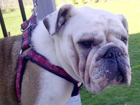 Shelby the bulldog was put down last week due to kidney failure. Her owner, Bill Woods of Napanee, is blaming dog treats he gave her.