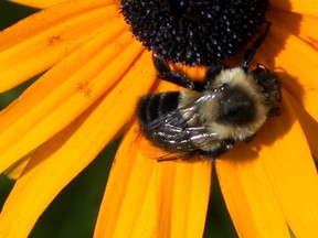 Bees have been having a hard time. So, why not give them some help?