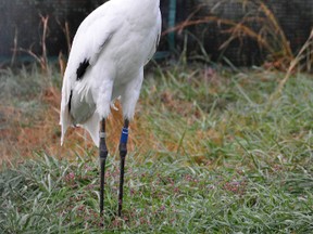 In the U.S., the Endangered Species Act is credited with facilitating recovery for more than 100 at-risk species, including the whooping crane. (QMI wire service)