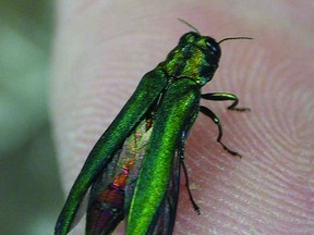 An adult emerald ash borer