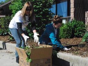 Volunteers Melanie, left, and Megan Thomas weed a garden at Caressant Care Nursing & Retirement Home Saturday morning. The two participated in a Random Acts of Kindness drive organized by workers from the transmission parts manufacturer GKN Metals. (Ben Forrest, Times-Journal)