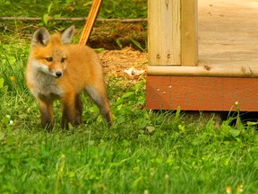 A family of foxes has set up house under Heather Bowman's shed, and she couldn't be happier. A mom and four kits have been catching squirrels around her family home in Lambeth for the past several weeks. MIKE HENSEN/The London Free Press/QMI AGENCY