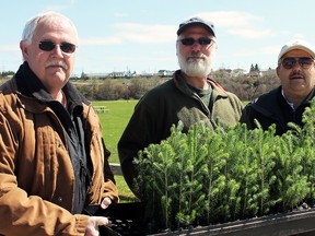 Volunteers with the Wintergreen Fund for Conservation were handing out white spruce saplings on Saturday for Arbour Day. Among those helping out were Ben Legouffe, from left, Mark Joron and Kees Stryland.