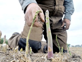 Thamesville, On., farmer John Jaques, Chatham-Kent's largest grower of asparagus, lost approximately 20,000 pounds of the short-seasoned crop to a damaging frost on the weekend. Photo taken Monday May 27, 2013. DIANA MARTIN/ THE CHATHAM DAILY NEWS/ QMI AGENCY