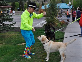 Peter Nichol entertains two dogs along the route during the annual Lions Foundation of Canada Purina Walk for Dog Guides parade through downtown Canmore on Sunday. Tera Swanson/ Canmore Leader/ QMI Agency