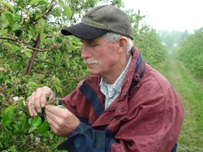 Tom Pate, owner of Brantwood Farms, is pleased as he inspects clusters of early apples growing well in the wake of blossoms in his orchards. (MICHAEL-ALLAN MARION, The Expositor)