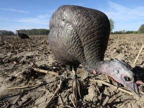 A pair of Dave Smith Decoys, foreground, feeding hen, rear, an upright compatriot. Jeff Tribe/Tillsonburg News