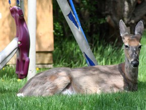 Looking guilty but unrepentant, the mother doe who attacked a family dog maintains a wary watch over back yard visitors to the First Street North neighbourhood. Urban deer attacks have been on the rise throughout Kenora. 
REG CLAYTON/Daily Miner and News