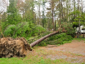 A late-afternoon storm May 20 left a path of uprooted and broken trees, about 15 in total, and downed power lines to six cabins at Pinecrest Tent and Trailer Park.