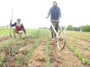 Robin Kirby (left) and his son Aerron work their organic farm, Devon Acres, with tools that do not require fossil fuels. (MICHAEL-ALLAN MARION Brantford Expositor)