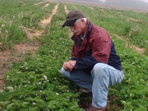 Tom Pate of Brantwood Farms checks over his strawberry patch Tuesday, May 28. Despite a couple chilly nights, the crop is on schedule. (MICHAEL-ALLAN MARION Brantford Expositor)