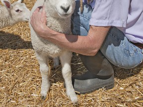 Tricia Nunan with a young lamb on the family's farm west of Paris, Ontario. (BRIAN THOMPSON Brantford Expositor)