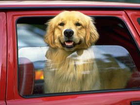 dog in car