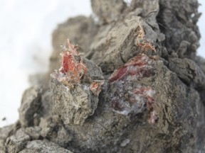 A handout photo taken on May 13, 2013, and provided by the Yakutsk-based Northeastern Federal University, shows an object what the scientists called a sample of  well preserved  muscle tissue they found in a carcass of a female mammoth discovered on a remote island in the Arctic Ocean. Russian scientists claimed today they have discovered blood in the carcass of a woolly mammoth, adding that the rare find could boost their chances of cloning the prehistoric animal.
AFP PHOTO / NORTHEASTERN FEDERAL UNIVERSITY/ SEMYON GRIGORYEV