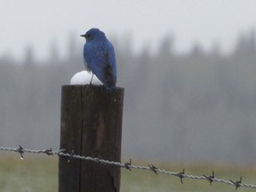 Mountain bluebird. QMI AGENCY FILE PHOTO
