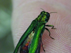 Emerald ash borer (Free Press file photo)