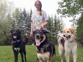 Timmins and District Humane Society assistant manager and OSPCA Agent Christine Bradshaw prepares for this weekend’s annual Wag-A-Tail-A-Thon with a few of the shelter’s current residents, Grizzly, Lilly and Roxy. The event takes place at Gillies Lake Sunday afternoon, with proceeds going toward the care of animals at the shelter.