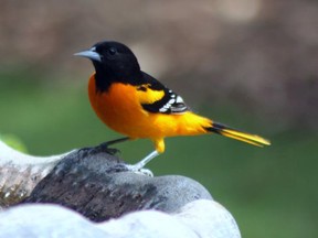 Nothing beats a male Baltimore oriole for brilliant colour. They come to feeders designed specifically for them or hummingbird feeders. They will also eat pulp from a halved orange and suet. Orioles  breed here and are most common in places where there are tall trees. (Photo by Shelia Smith)