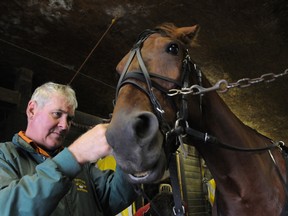 by Gino Donato
Long-time Standardbred trainer and driver Mike Noble puts a bridle  on a smiling Chasing Connor prior to a training run at Sudbury Downs recently. Chasing Connor recently won the 7th race at Sudbury Downs on June 26.