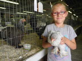 Meggie Anderson, 7, of Hagersville holds one of the birds entered in the Norfolk Poultry, Pigeon and Pet Stock Association's spring show Saturday at the Norfolk County Fairgrounds. (SARAH DOKTOR Simcoe Reformer)